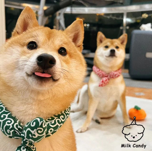 貓狗圖案頸巾(同色2條)