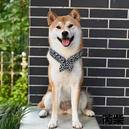 貓狗圖案頸巾（同色2條）