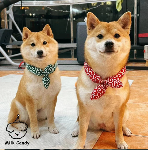 貓狗圖案頸巾（同色2條）