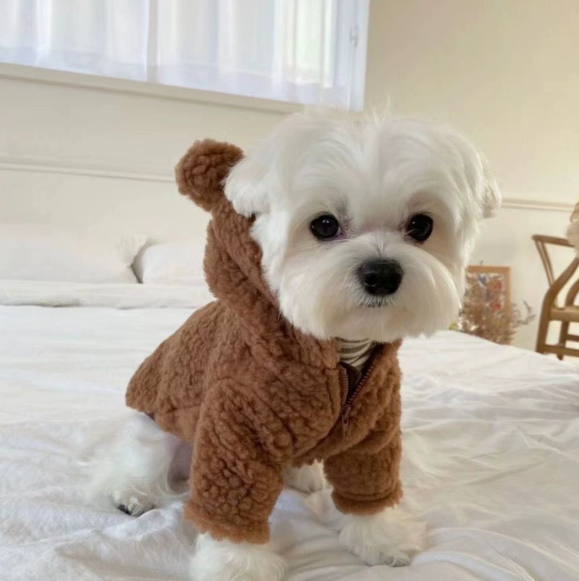 韓國INS熊圖案連帽外套（PC-0005）