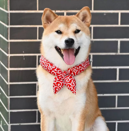 Cat and Dog Neck Scarf (2 pcs set of same color)